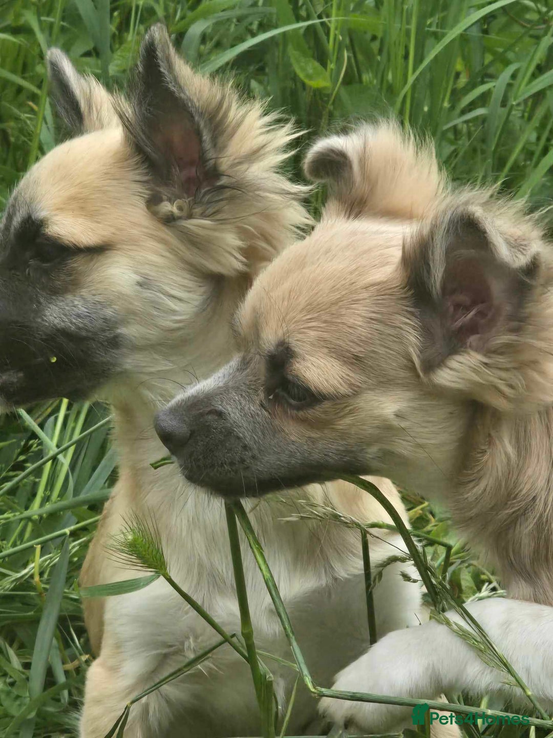 Mixed Breed dogs for sale: 2 medium chihuahua, siblings - Image 1