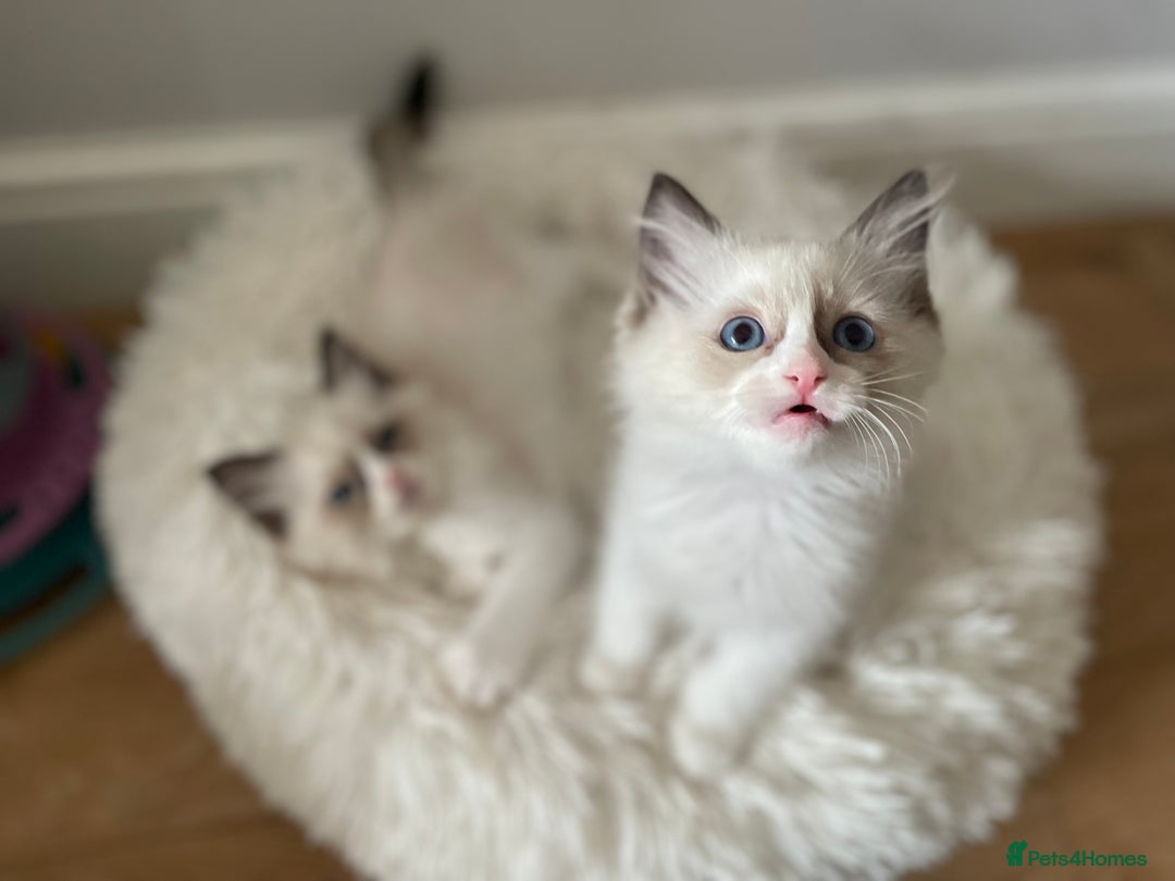 Ragdoll cats for sale: Pedigree Bicolour Ragdoll kittens  - Image 4