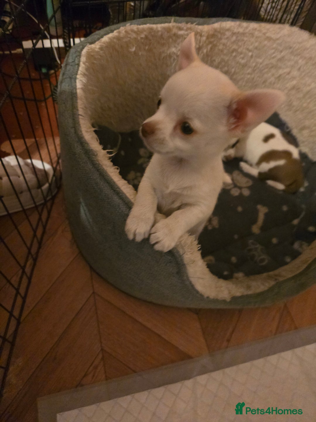 Chihuahua dogs for sale: Lovely Chihuahua Puppies looking for a Loving Home - Image 7