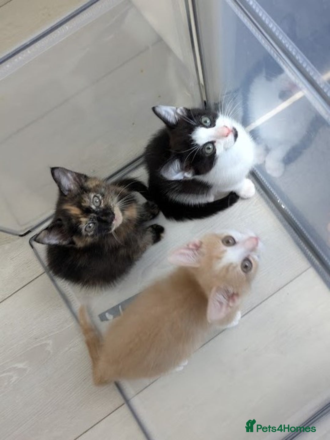 Domestic Shorthair cats for sale: Gorgeous Trio of Kittens to go together - Image 12