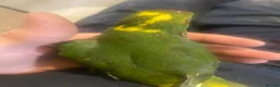 Parrots birds for sale: Hand reared Kakariki  - Advert 2