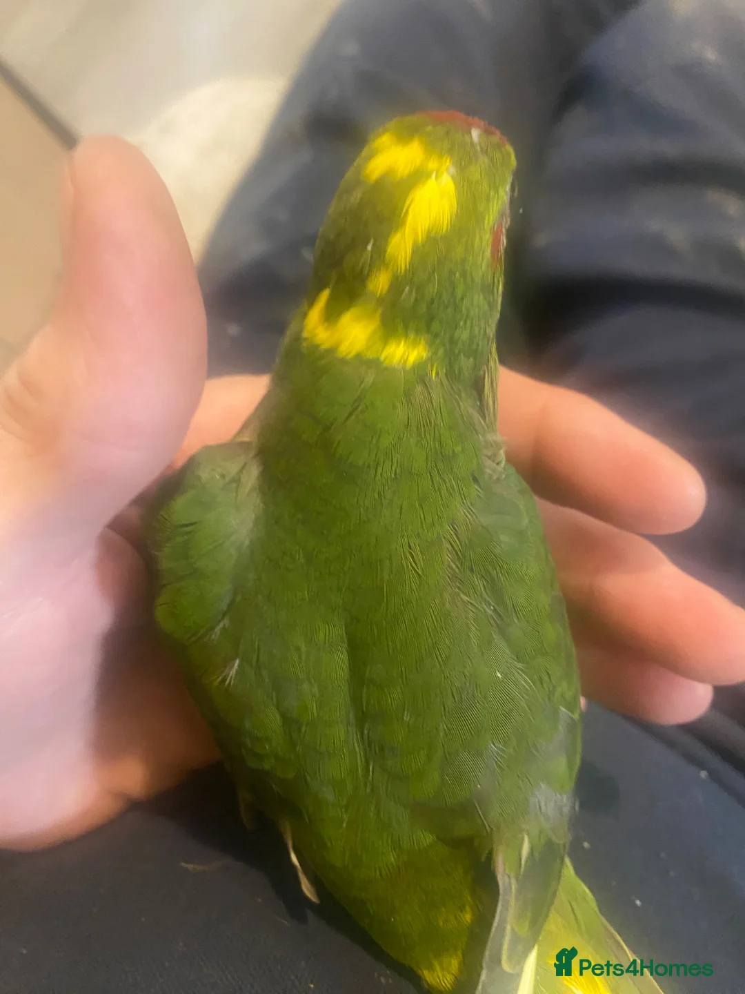 Parrots birds for sale: Hand reared Kakariki  - Advert 2