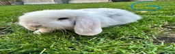 Mini Lop rabbits for sale: Mini Lop Rabbits For Sale  - Advert 3