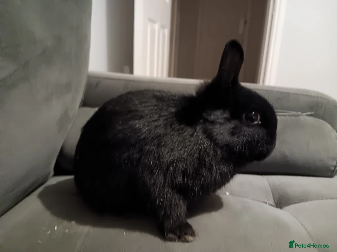 Netherland Dwarf rabbits for sale: Netherland dwarf ,,《show stock》 - Advert 3