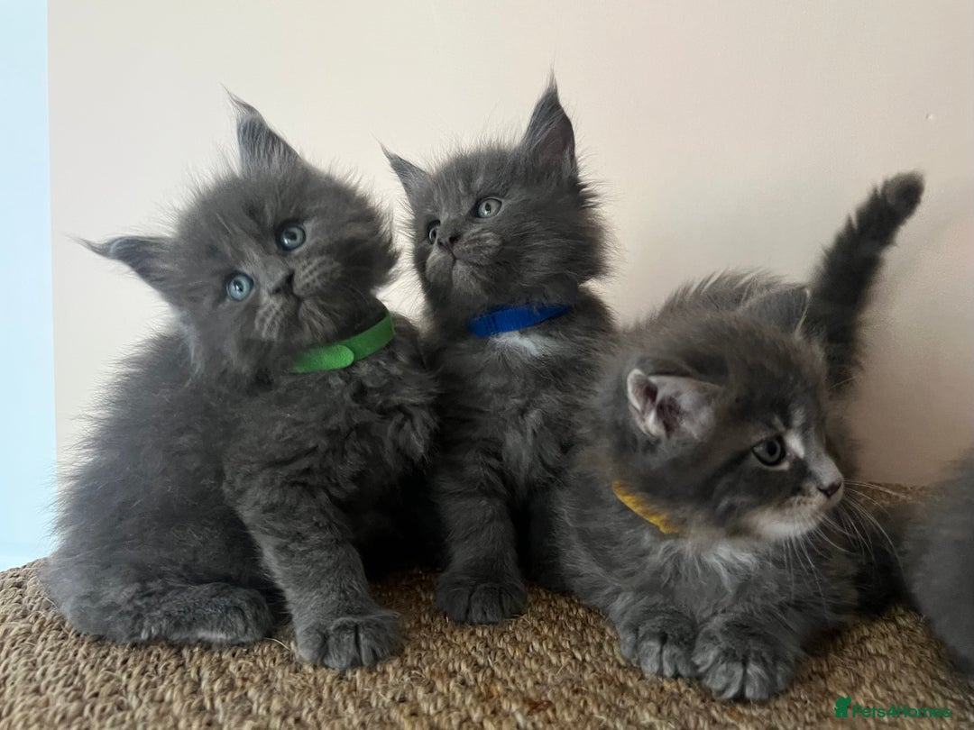 Maine Coon cats for sale: First Litter 6 Pure Maine Coon Kittens - Image 1