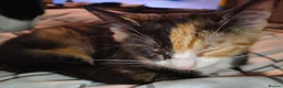 Domestic Shorthair cats for sale: 5 beautiful lovely kittens 🐾🐾 in Boston - Advert 33