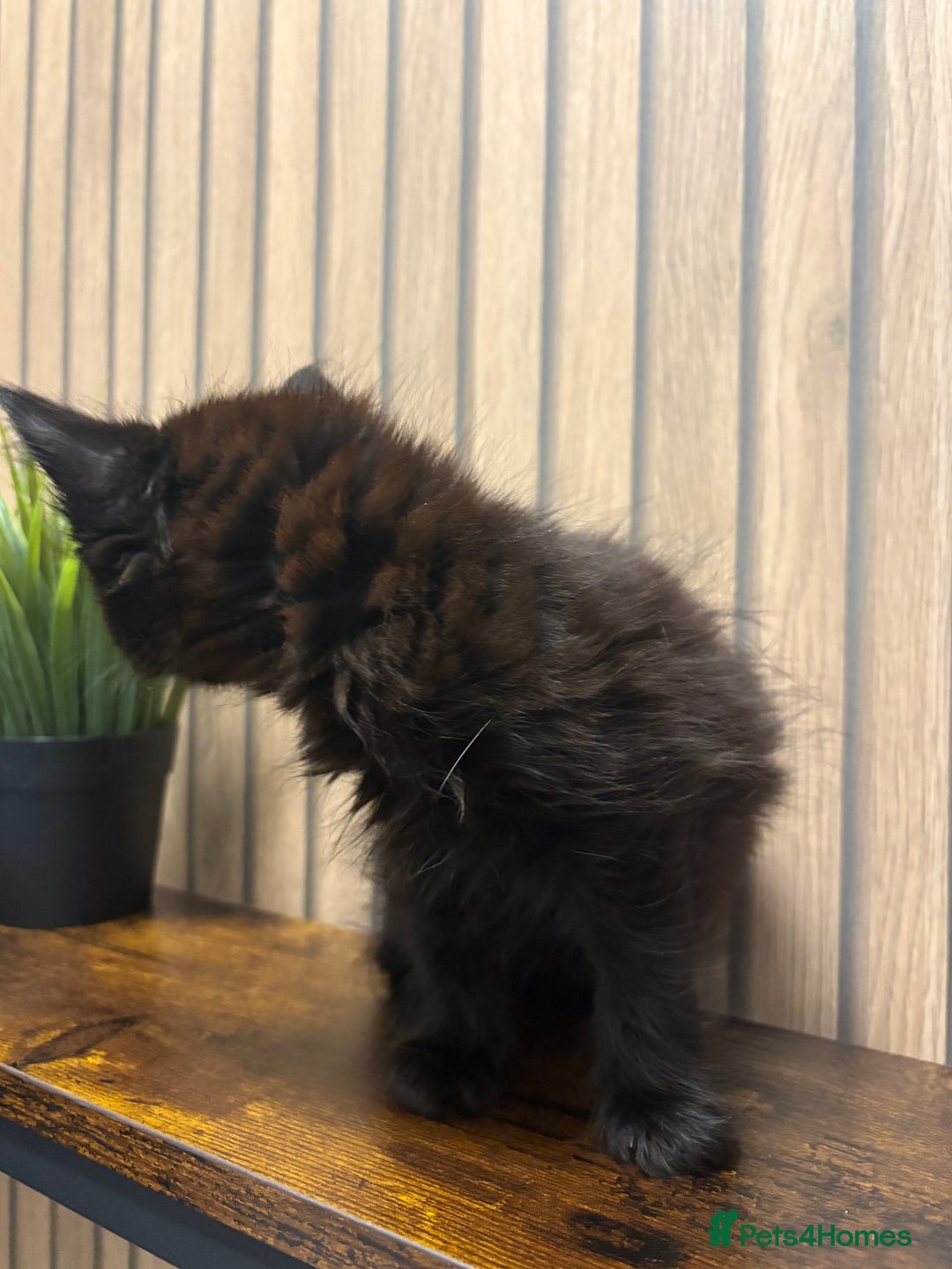 Mixed Breed cats for sale: Female British Longhair x Maine Coon Kitten - Advert 3