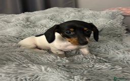 Miniature Dachshund dogs for sale: Four beautiful miniature dachshund girls - Advert 34