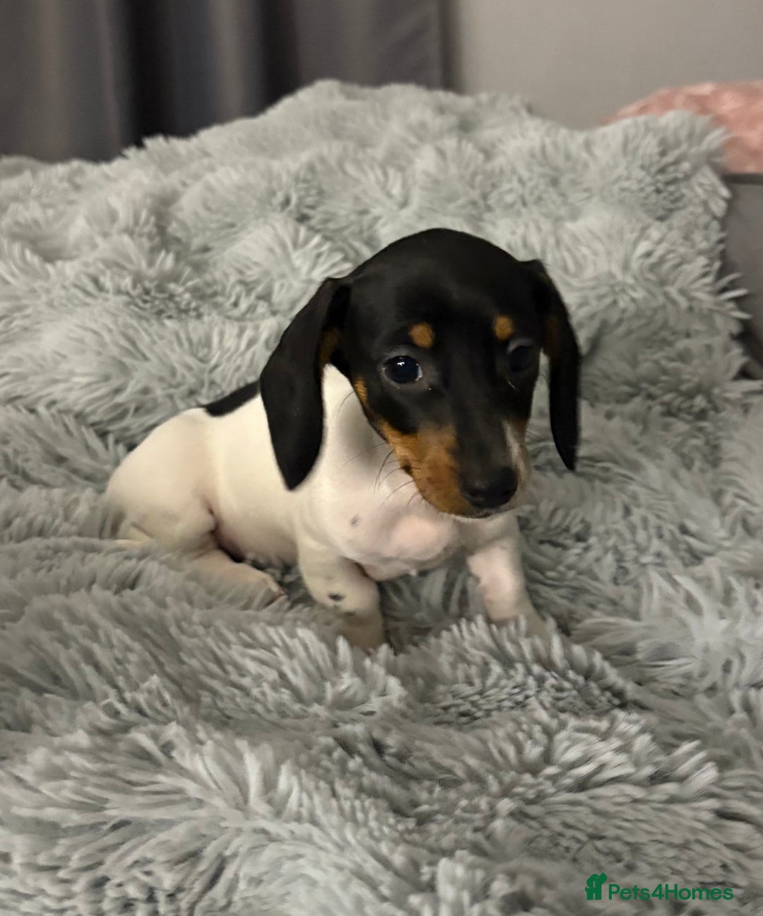 Miniature Dachshund dogs for sale: Four beautiful miniature dachshund girls - Advert 34