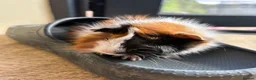 Guinea Pig rodents for sale: One female and one male guinea pig - Advert 3