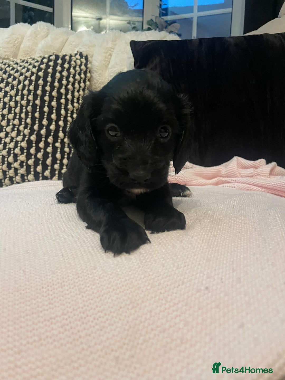 Cockapoo dogs for sale: 4 Stunning and Healthy cockapoos *2 girls 2boys* - Image 2