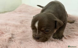 Olde English Bulldogge dogs for sale: Old English Bulldog PUPPIES 👀‼️ - Image 17