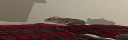 Chinchilla rodents for sale: Male chinchillas for sale (bonded  - Advert 8