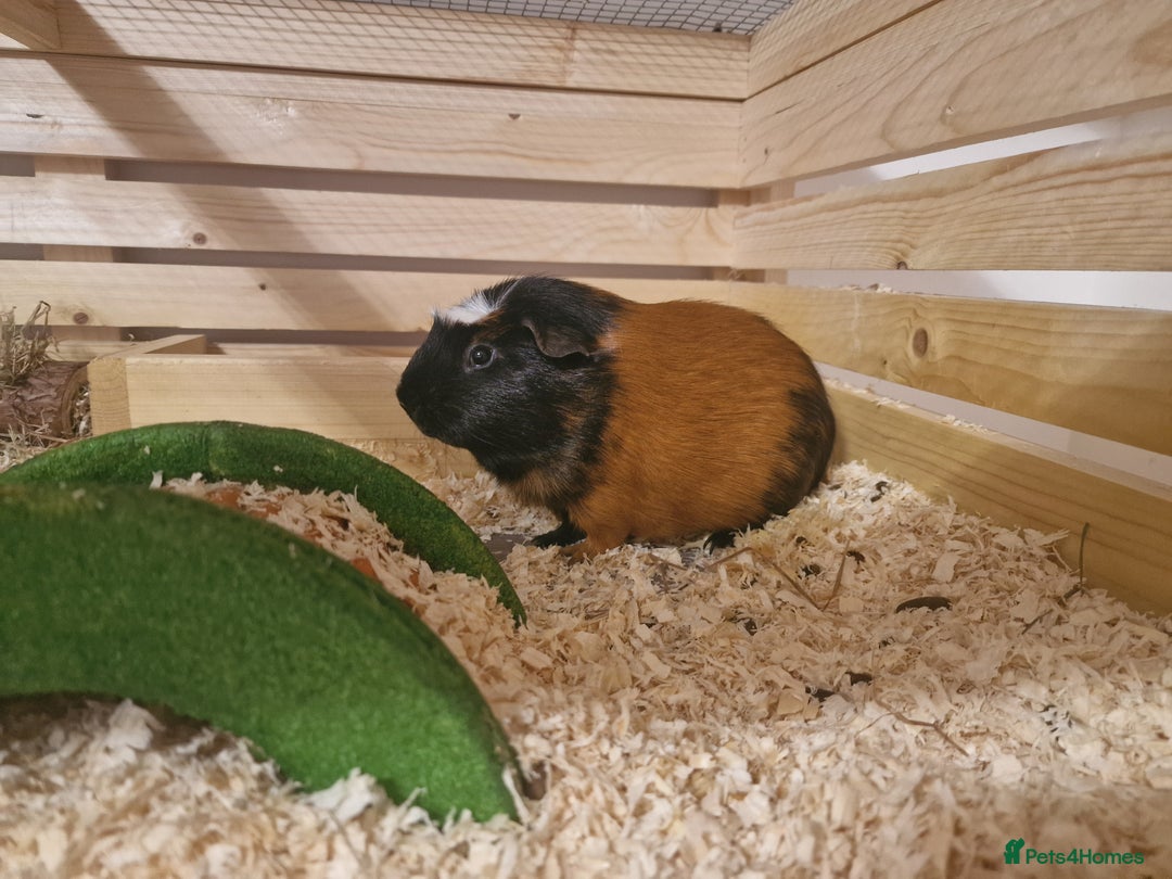 Guinea Pig rodents for sale: Guinea pigs adoption - Advert 3