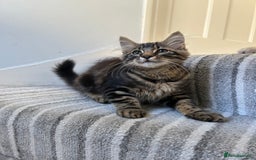 British Longhair cats for sale: Fluffy Male Kitten - Advert 1