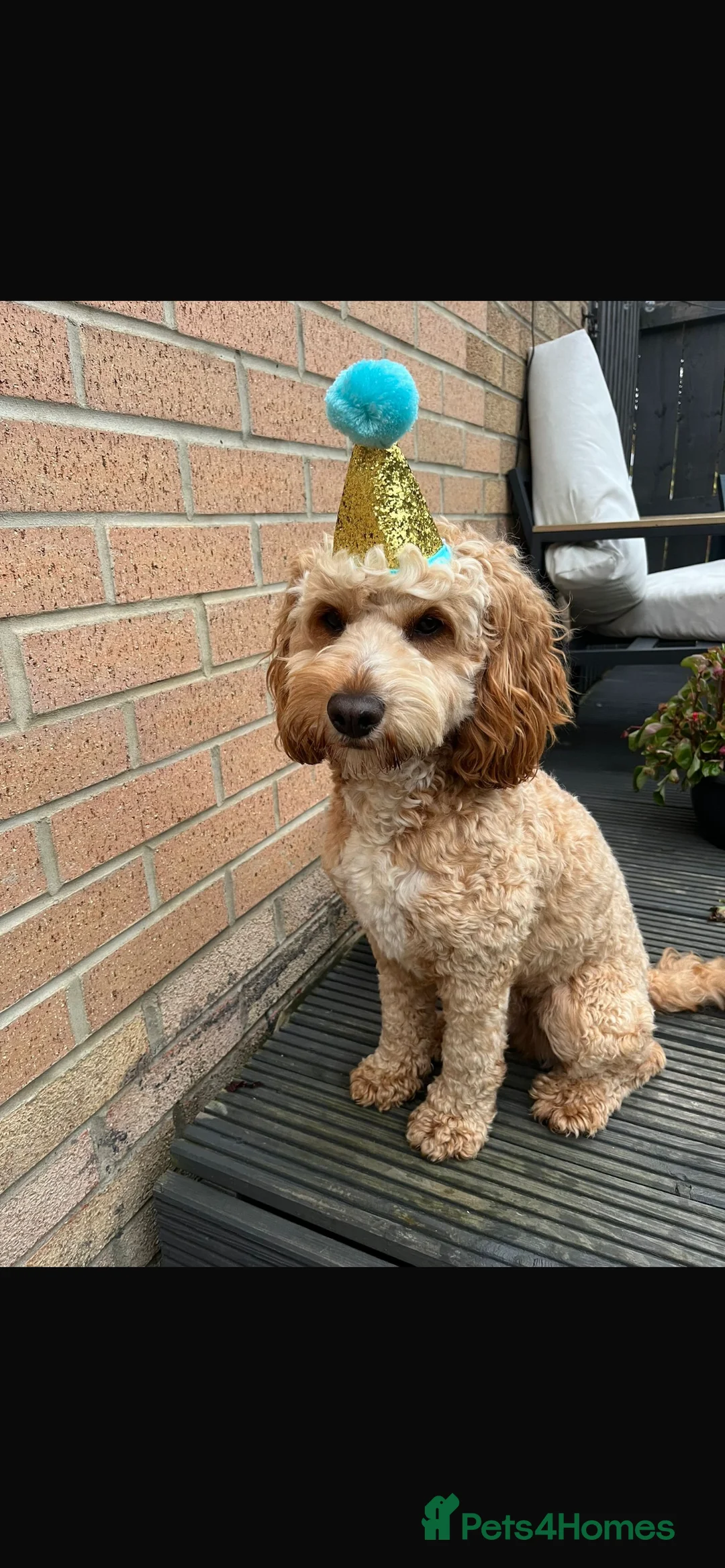 Cockapoo dogs for sale: Cockapoo puppies - Advert 4