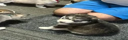 Siberian Husky dogs for sale: Stunning husky pups  - Advert 22