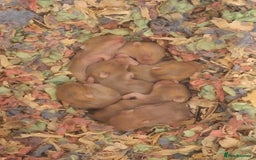 Hamster rodents for sale: Russian Dwarf Hamsters Babies - Image 1