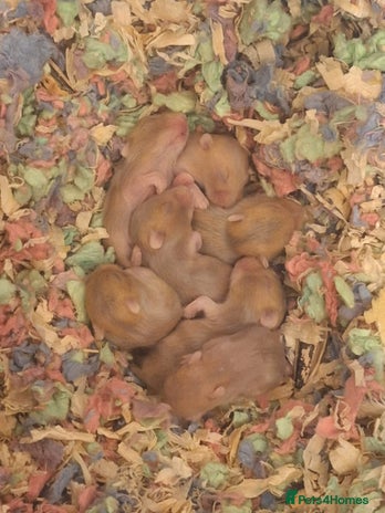 Hamster rodents - Advert 2