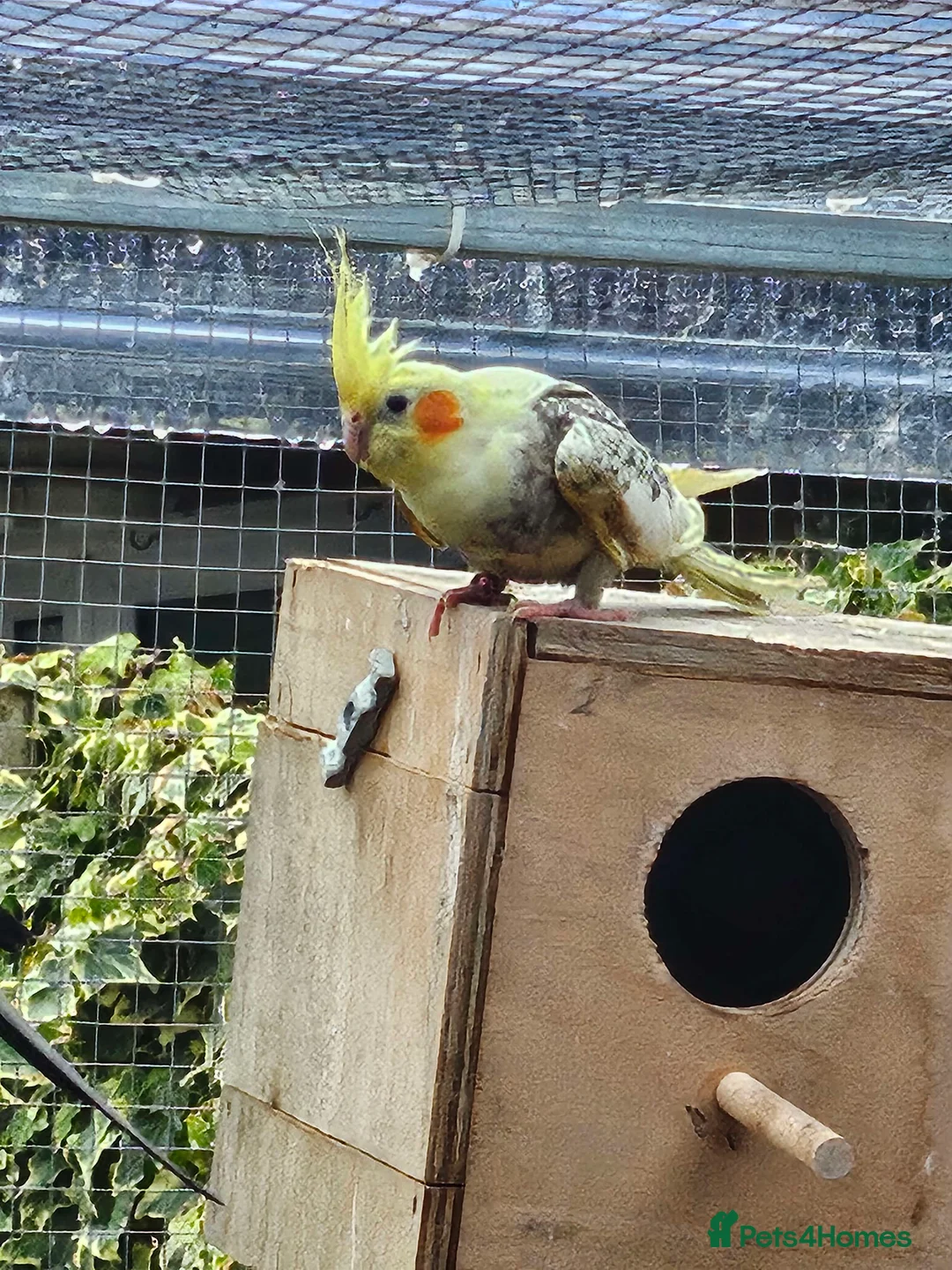 Cockatiels birds for sale: Mixed Cockatiels - Advert 10