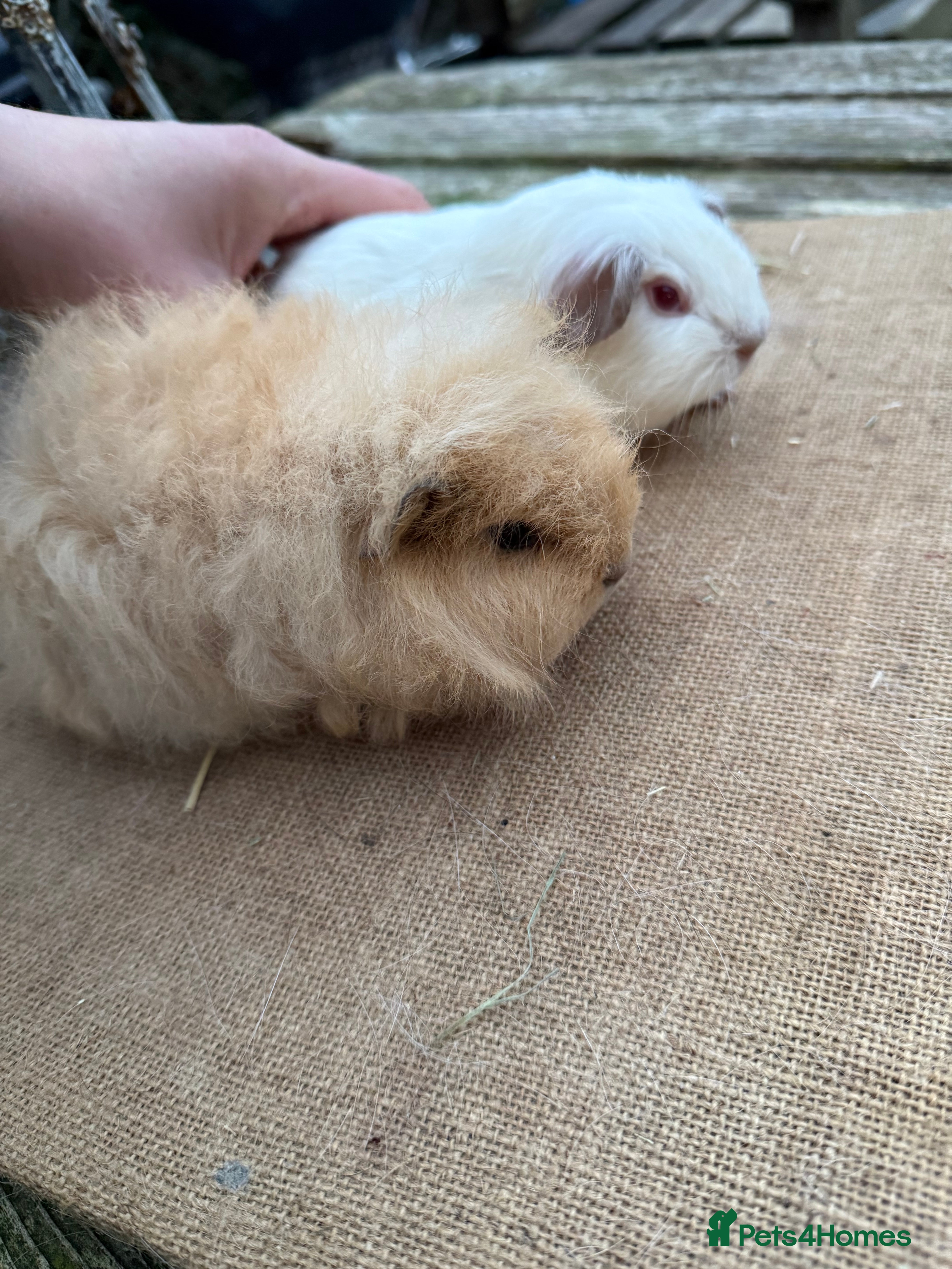 Guinea Pig rodents Pure bred California & Swiss guineapigs  - Advert 21