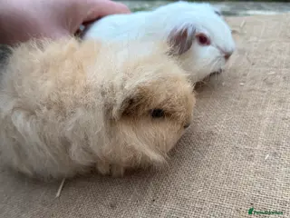 Guinea Pig rodents Pure bred California & Swiss guineapigs - Advert 21