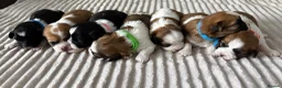 Shih Tzu dogs for sale: Beautiful Shih Tzu puppies  - Advert 14