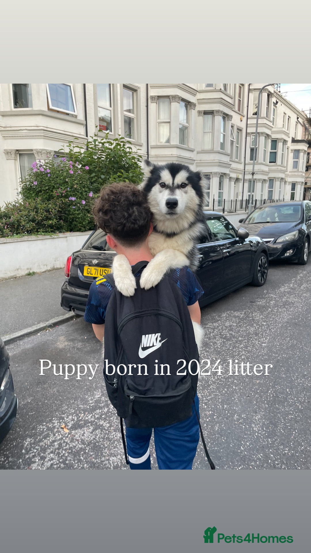 Utonagan dogs for sale: Siberian Husky cross Alaskan Malamutes Puppies - Image 13