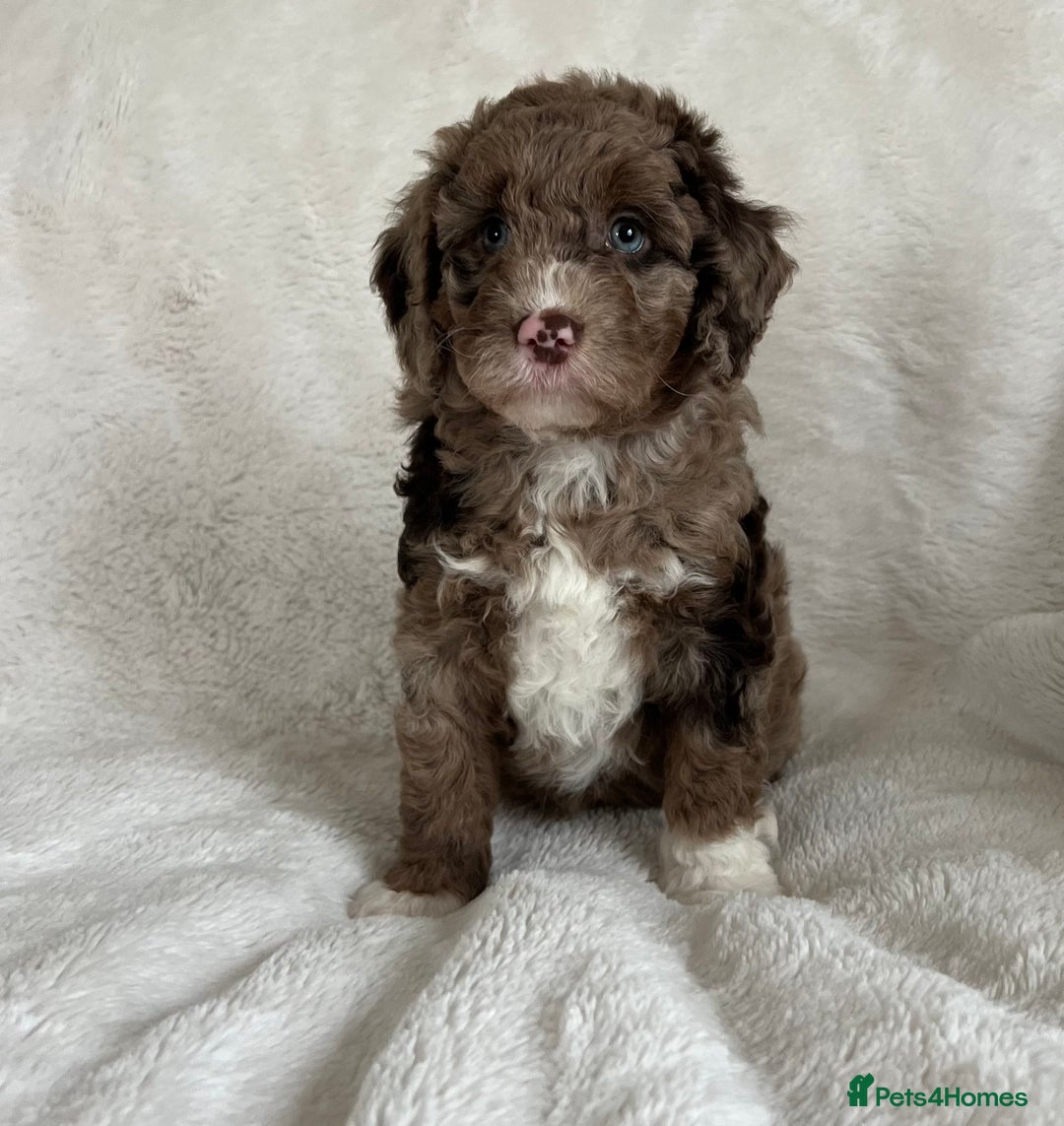 Goldendoodle dogs for sale: Beautiful litter of Goldendoodles  - Image 2