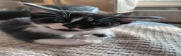 Mixed Breed cats for sale: 3/4 Maine coon. 1/4 sphynx - Advert 20