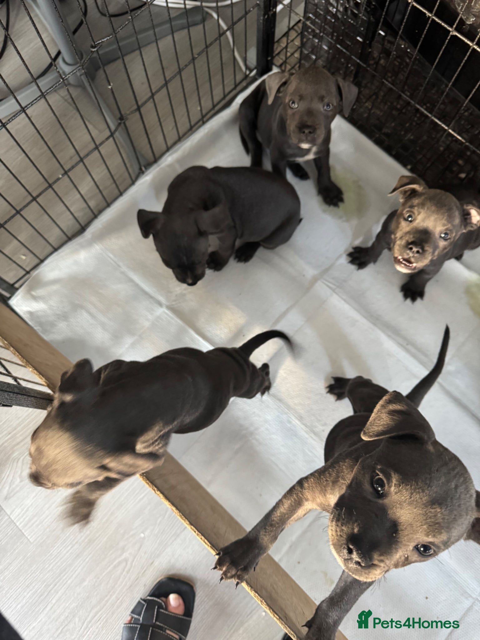 Staffordshire Bull Terrier dogs for sale: staff puppy for sale ready to go  in Cambridge - Advert 8