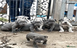Cane Corso dogs for stud: 🧬MAJESTIC MERLE STUD🧬 - Image 8