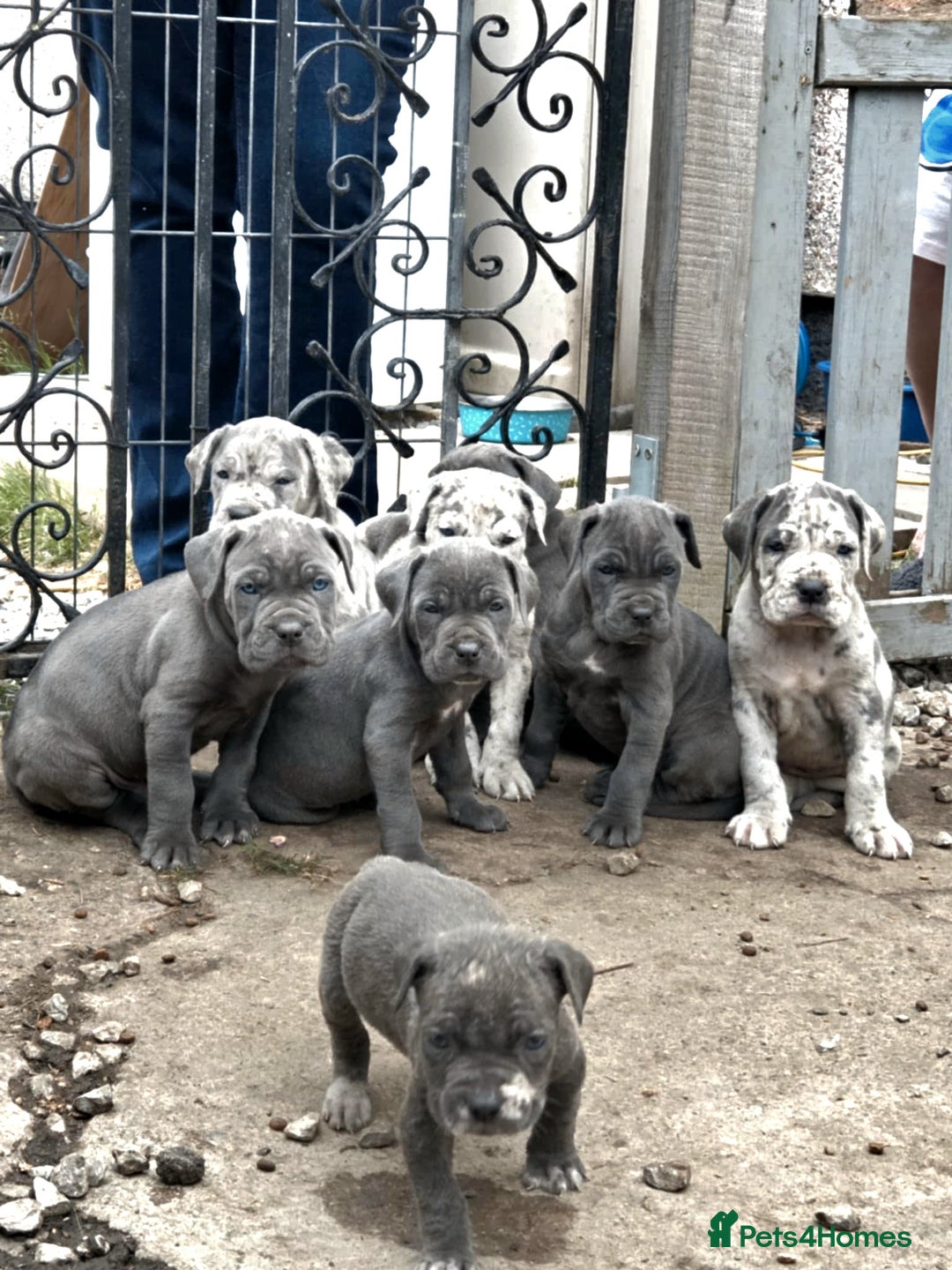 Cane Corso dogs for stud: 🧬MAJESTIC MERLE STUD🧬 - Image 8