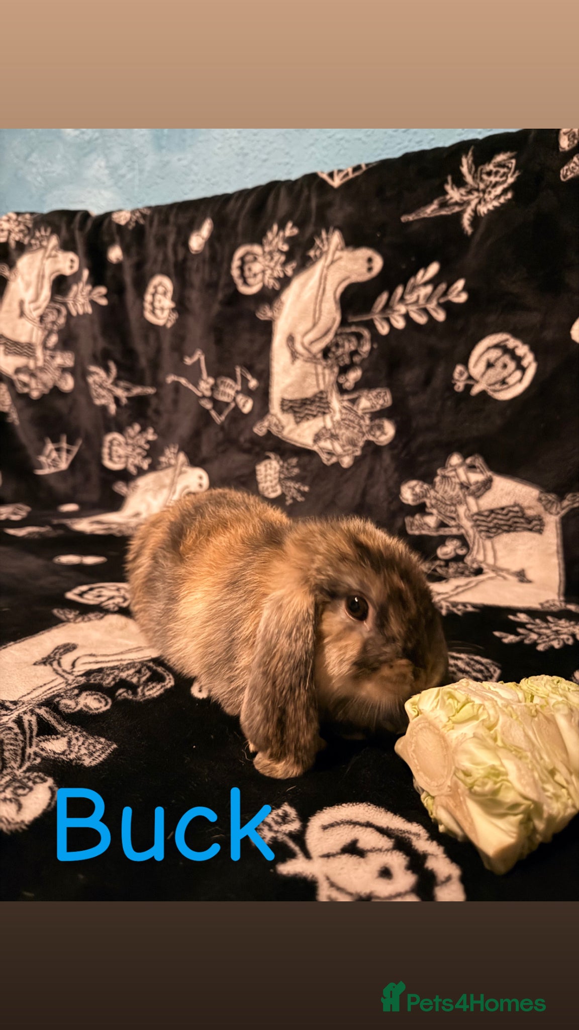 Mini Lop rabbits 5 beautiful mini lops for sale - Advert 1