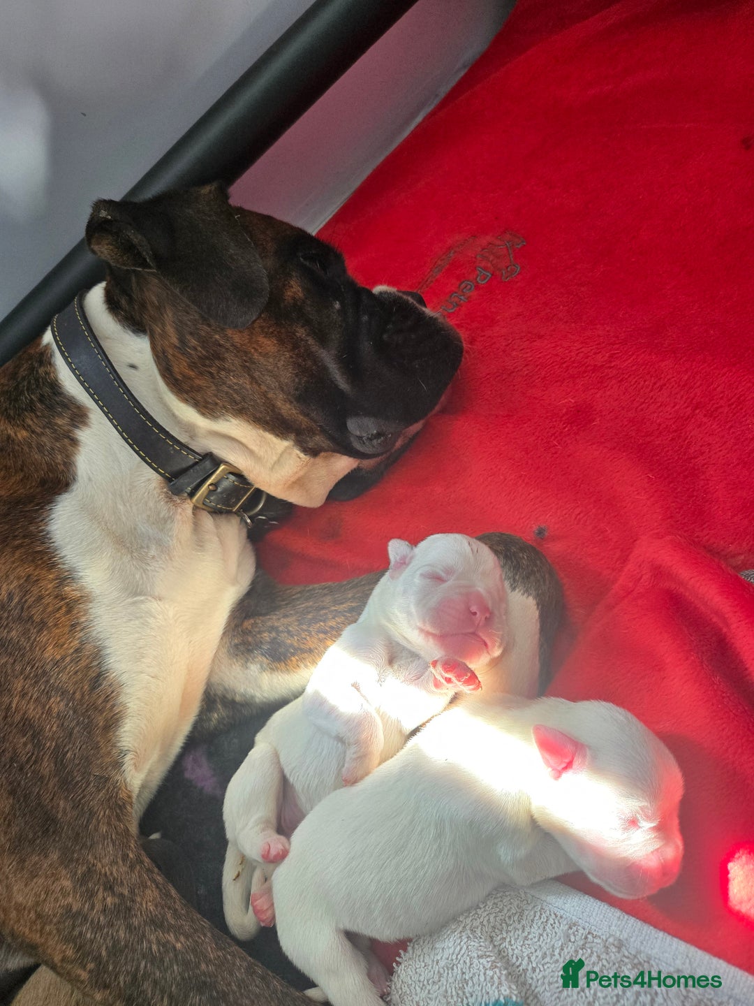 Boxer dogs for sale:  Only 2 girls left... 🥰 - Image 12