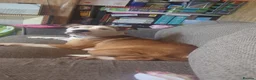 Mixed Breed dogs for sale: Staff cross Cane Corso puppy  - Advert 1