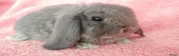Mini Lop rabbits for sale: Baby mini lops for sale  - Advert 5