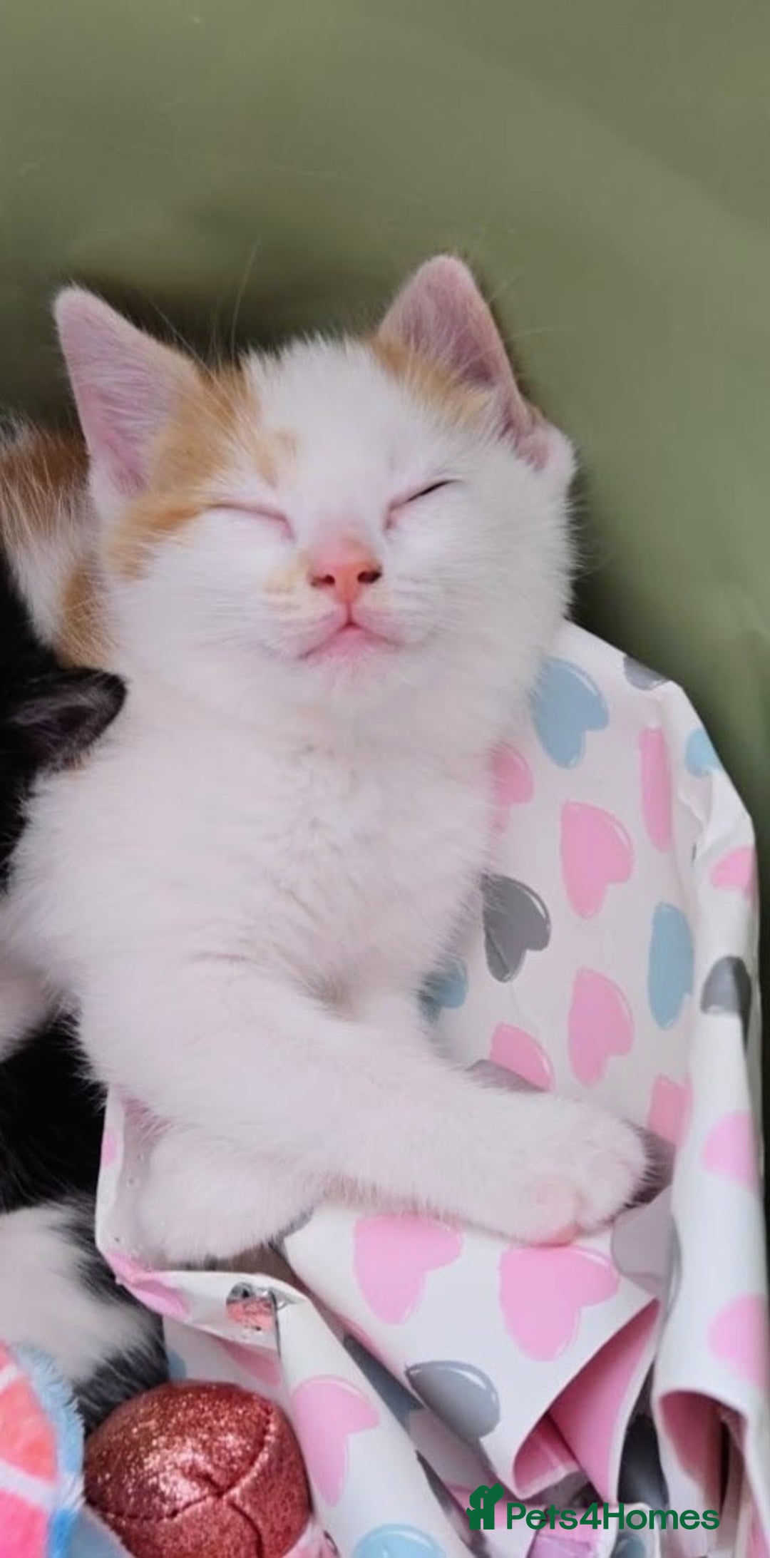 Mixed Breed cats for sale: 3 beautiful playful kittens ready for rehome - Image 8