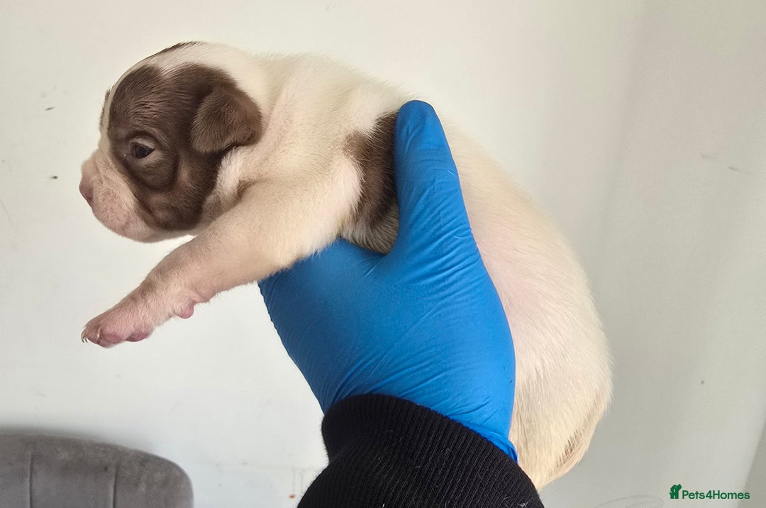 American Bully dogs for sale: Quality pocket/micro bully pups  - Image 8