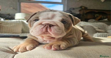 English Bulldog dogs - Advert 12