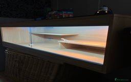 Bearded Dragon reptiles for sale: Bearded Dragon Vivarium Setup Kit in Downham Market - Image 7