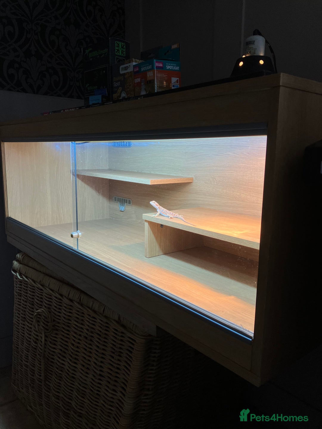 Bearded Dragon reptiles for sale: Bearded Dragon Vivarium Setup Kit in Downham Market - Image 7