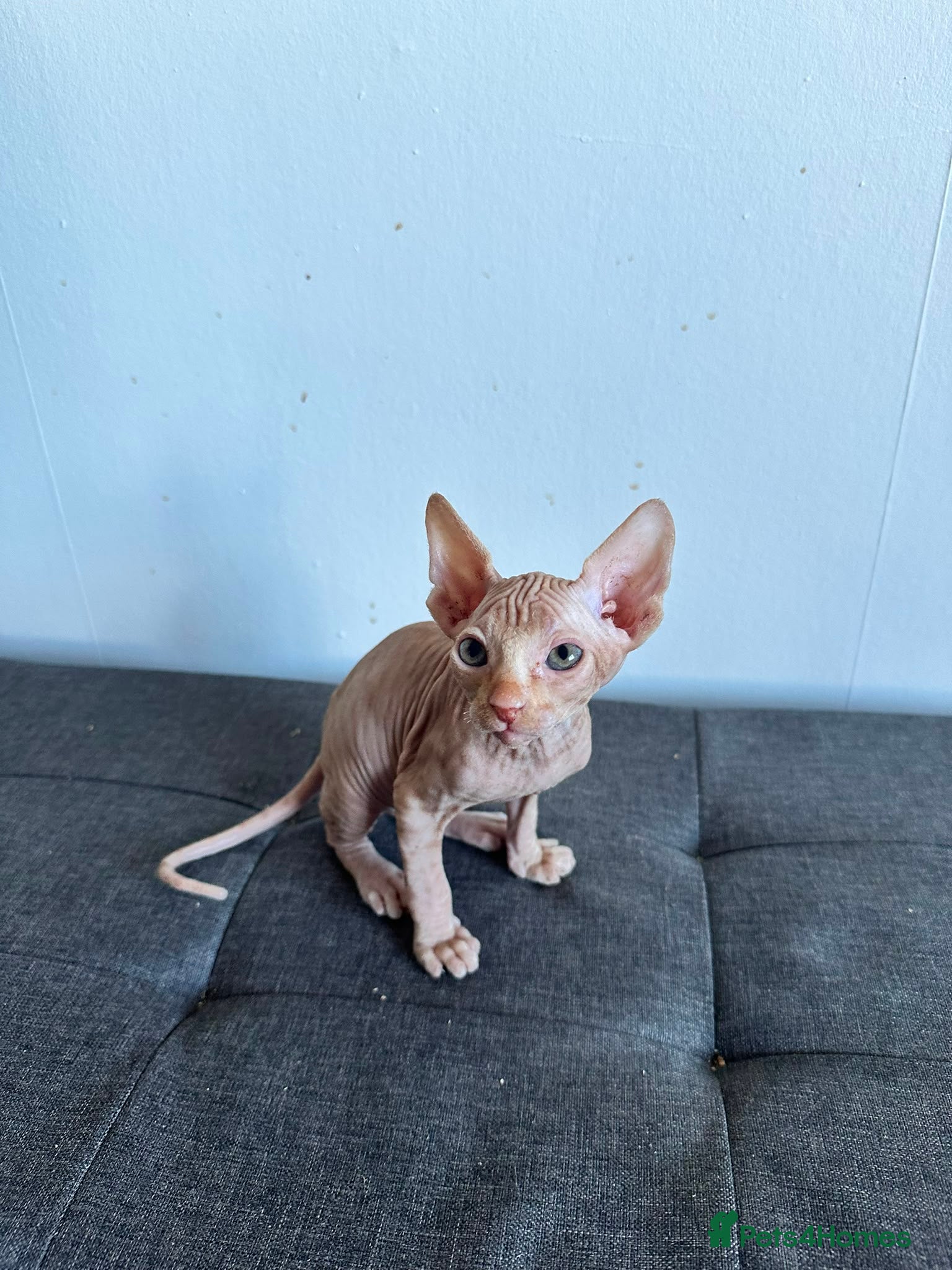 Sphynx cats Canadian Sphynx  - Advert 18