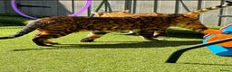 Bengal cats for stud: Rosetted bengal for stud, Champion line in Slough - Advert 1