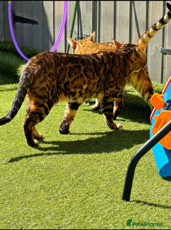 Bengal cats in Slough - Advert 16
