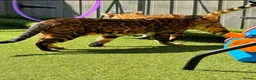 Bengal cats for stud: Rosetted bengal for stud, Champion line in Slough - Advert 1