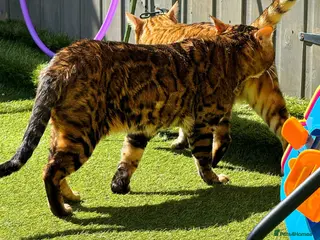 Bengal cats Rosetted bengal for stud, Champion line in Slough - Advert 6