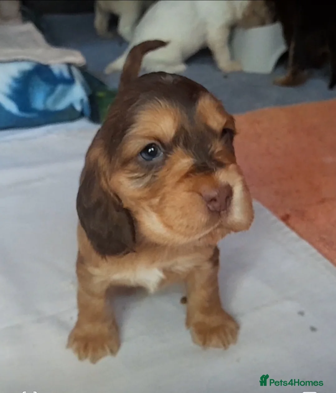 Sprocker dogs for sale: Sprocker x Cocker Spaniel - Advert 1