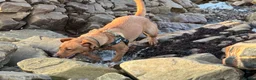 Labrador Retriever dogs for sale: 9 months old puppy  in Buckie - Advert 9