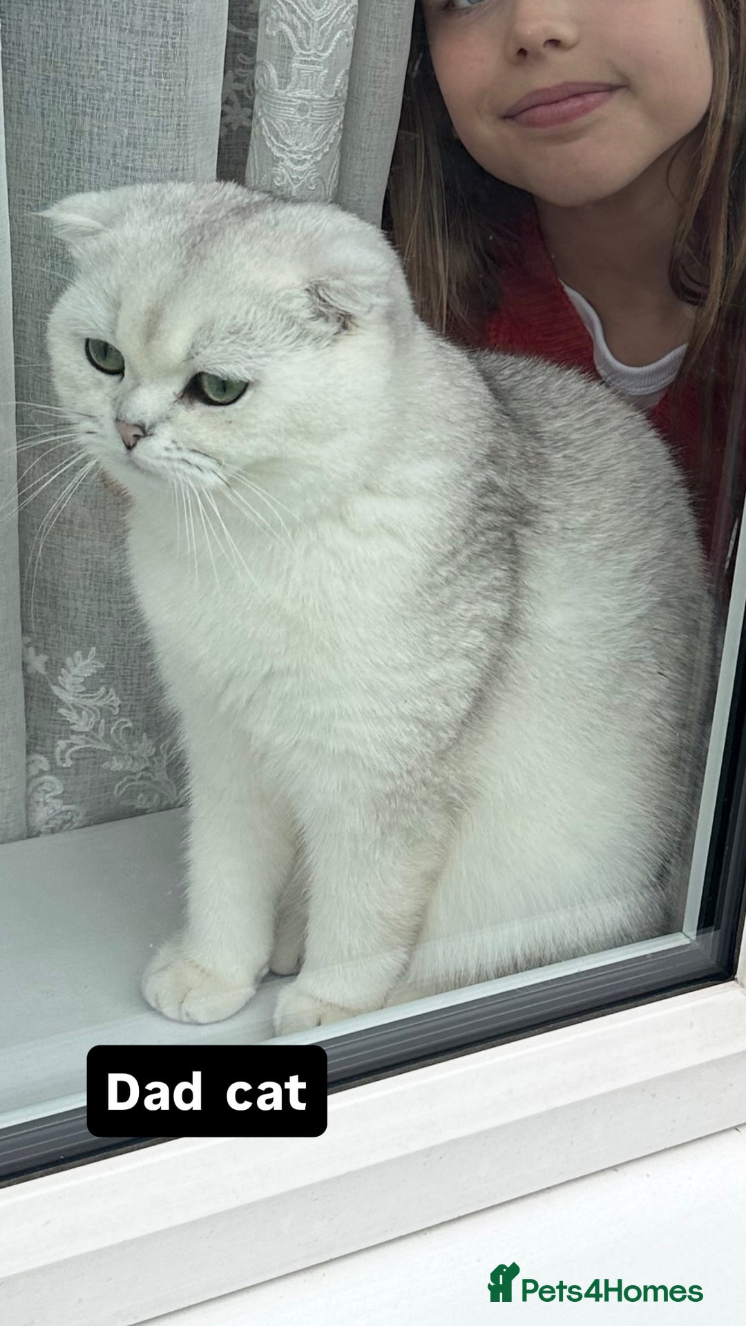 Scottish Fold cats for sale: Scottish fold / chinchilla  - Advert 15